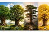 Quiz: Chọn 1 cây cổ thụ để biết khả năng nào sẽ giúp bạn thành công trong thời gian tới