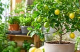 Trồng cây chanh trong nhà: Những lợi ích bất ngờ không phải ai cũng biết