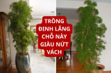 Đặt cây đinh lăng tại vị trí 'vàng' này: Sinh khí vào nhà, tài lộc khó thất thoát, gia đạo yên ấm