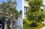 Nên trồng khế chua hay khế ngọt trước nhà?