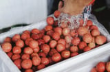 Vải thiều vào mùa: Mẹo bảo quản cả tháng vẫn tươi roi rói, không thâm vỏ hay chảy nước