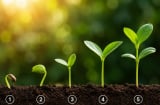 Quiz: Chọn 1 cây non để khám phá: Shbet888.com link không chặn của bạn đang trên đà khởi sắc hay sắp gặp thử thách?