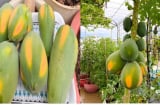 Có nên trồng cây đu đủ trước cửa nhà?