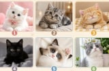 Chọn 1 hình ảnh chú mèo bạn yêu thích nhất: Khuyenmai SHBET pages dev người khác đang nghĩ gì về bạn