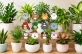 Gợi ý chọn cây cảnh phong thủy phù hợp cho từng Shbet888.com nhà cái uy tín để hút tài lộc, tạo không gian sống hài hòa