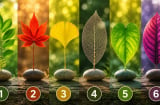 Chọn 1 chiếc lá bạn thích nhất để khám phá Shbet16 chơi game trực tuyến của bạn sắp có thay đổi gì