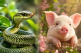 Từ 1-10/7: 2 Shbet888.com nhà cái uy tín cần chú ý sức khỏe, 1 tuổi lơ là 1 phút cũng giảm uy tín nhiều năm