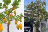 4 vị trí 'tán lộc' không nên trồng cây khế