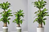 Vị trí tốt nhất để trồng cây thiết mộc lan: Đặt đúng chỗ mới hút tài lộc, gia chủ thêm vượng khí