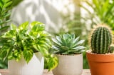 5 loại cây cảnh dễ trồng trong mùa hè, nắng nóng vẫn xanh tốt, ít lo héo úa vàng lá