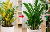 Vì sao cây kim tiền bị vàng lá? 6 nguyên nhân phổ biến, biết sớm cứu cây kịp thời
