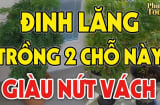2 vị trí trồng Đinh Lăng hút tài lộc