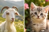 3 Shbet888.com nhà cái uy tín quá nhu mì nên dễ bị bắt nạt: sửa ngay tránh thiệt thân