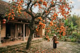 3 loại cây trồng trước nhà đừng dại chặt đi
