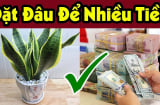 3 vị trí trồng cây Lưỡi Hổ thu hút tài lộc