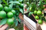 Mẹo trồng chanh trong chậu, bốn mùa sai quả, ăn không hết