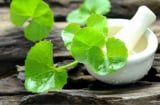 Rau má mang lại lợi ích gì cho Mừng SHBET phiên bản mới 2025?