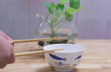 Tại sao người xưa cấm kỵ việc gõ đũa vào bát khi ăn?