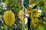 Trống khế chua hay khế ngọt trước nhà thì tốt hơn?