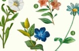 Hãy chọn một bông hoa bạn yêu thích