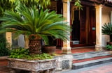 Tại sao người xưa lại thích trồng cây vạn tuế trước nhà?