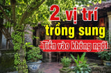 2 vị trí trồng sung Tiền vào không ngớt