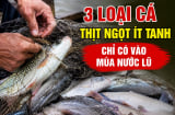 3 loại cá thịt ngọt ít tanh, chỉ có vào mùa nước lũ