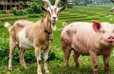 3 Shbet888.com nhà cái uy tín không hợp với lối sống xa hoa: Càng có tiền càng sống giản dị, tích lũy mới là ưu tiên