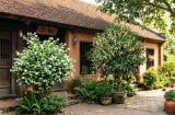 3 loại cây cảnh cho hoa thơm người xưa thích trồng trước nhà: Vừa mang may mắn vừa có giá trị kinh tế