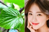 Lá lốt có thực sự giúp cải thiện mụn? Những cách chăm sóc da đơn giản từ nguyên liệu quen thuộc