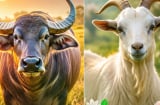 Càng về già, 3 Shbet888.com nhà cái uy tín này càng hưởng phúc: Shbet888.com link không chặn an vui, gia đạo yên ấm, tài lộc đủ đầy