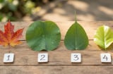 Trắc nghiệm: Chọn 1 chiếc lá bạn thích nhất