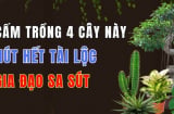 3 loại cây trồng trước nhà phá tài: Cây càng xanh người càng suy