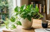 5 cây cảnh hợp cả 5 mệnh, nên đặt trong phòng khách để hút tài lộc