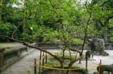 Cây ổi hơn 90 năm tuổi ở Thanh Hóa khiến ai cũng tò mò: Chỉ cần gãi nhẹ, lá lập tức rung lên