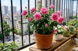 Mẹo trồng hoa hồng trên ban công, hoa đua nhau nở, quanh năm rực rỡ