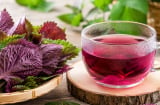 Những người không nên uống nước lá tía tô: Càng uống càng hại