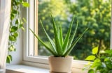 Vì sao nên để chậu nha đam ở cửa sổ? Không chỉ đẹp mắt mà còn mang đến nhiều lợi ích bất ngờ