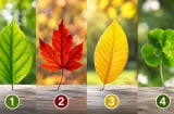 Trắc nghiệm: Chọn 1 chiếc lá bạn thích nhất