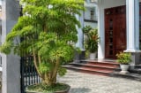 3 vị trí tốt nhất để trồng cây đinh lăng