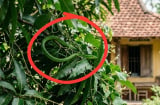 4 cách ngăn rắn bò vào nhà