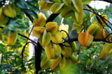 4 lý do bạn nên trồng một cây khế trước nhà