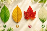  Chọn 1 chiếc lá để khám phá điều gì sẽ giúp bạn bật lên trong tháng 8 dương lịch sắp tới