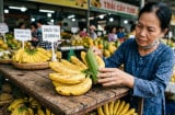 Mua chuối đừng chỉ nhìn màu vàng: Người bán tiết lộ dấu hiệu nhận biết chuối ngon
