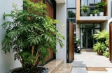 Tại sao nên trồng cây đinh lăng ở cổng nhà? Có 4 lý do đặc biệt