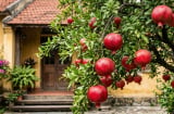 Vì sao người giàu thích trồng một cây lựu trước cửa nhà?