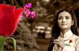 Giải mã nguồn gốc thật sự của nghi thức 'Bông Hồng Cài Áo'