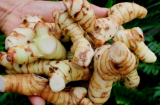Mọc ở xó vườn, chẳng ai ngờ đây chính là loại củ ngăn 8 bệnh ung thư, tăng tinh trùng vô cùng hiệu quả