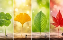 Chọn 1 chiếc lá cỏ may mắn để xem vận khí của bạn đang lên hay xuống