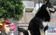 Liệu chó có thực sự hiểu cái chết? Hành trình chờ đợi của 3 chú chó